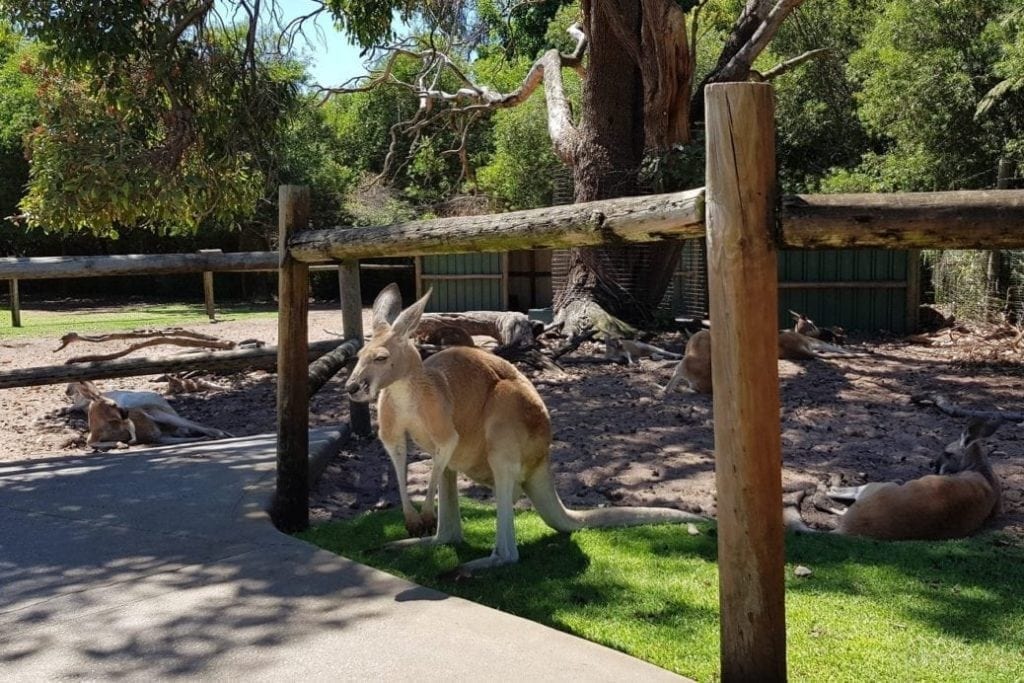 Caversham Wildlife Park, Caversham