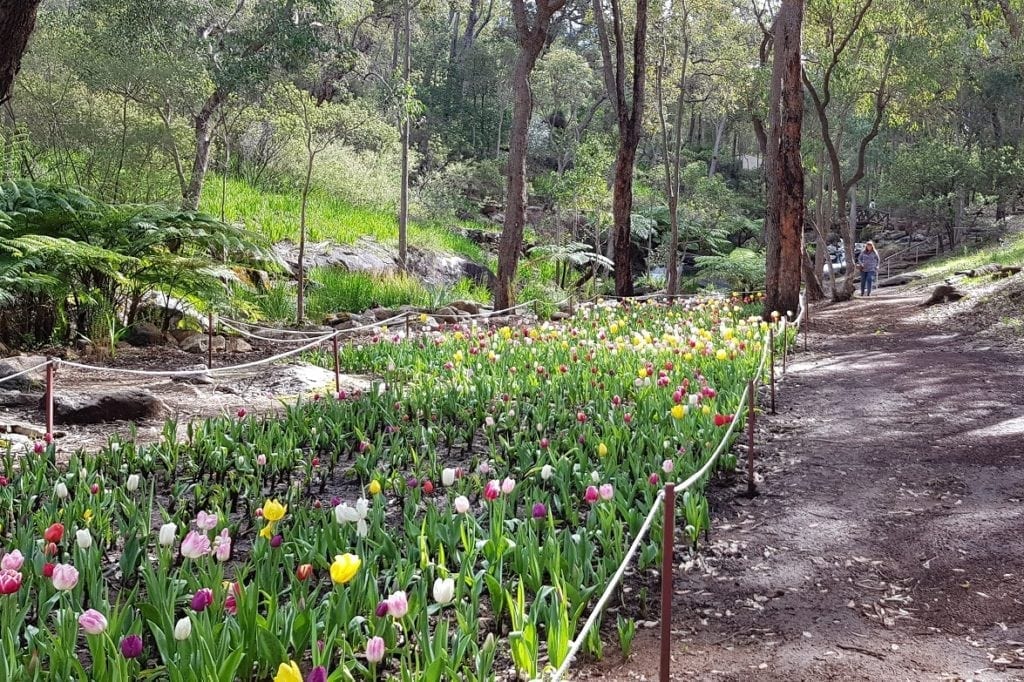 Araluen Botanical Park, Roleystone