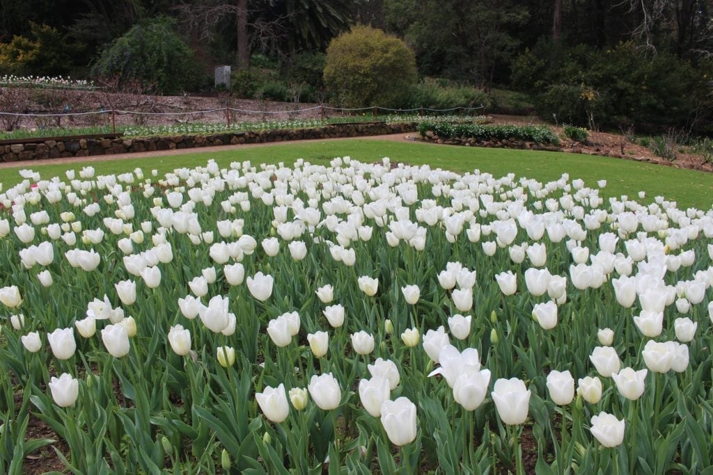 Araluen Botanical Park, Roleystone