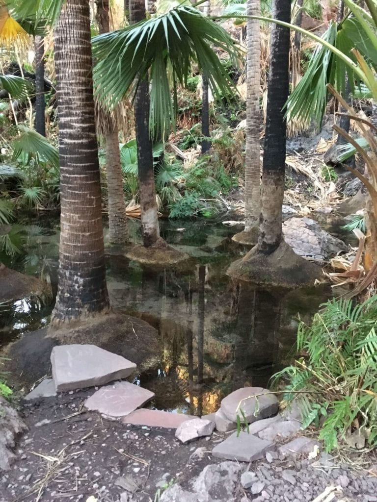 Zebidee Springs