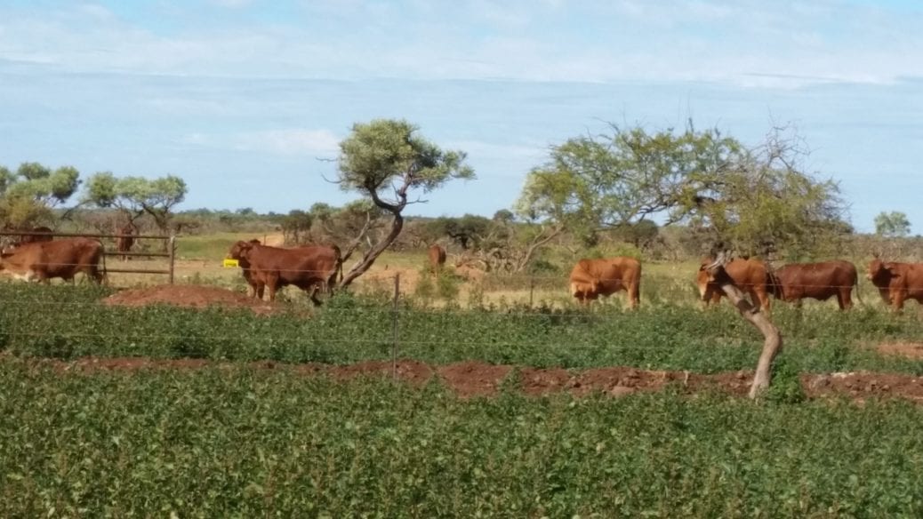 Bullara Station Stay