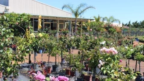 Café Bloom at Roworth’s Rose Nursery