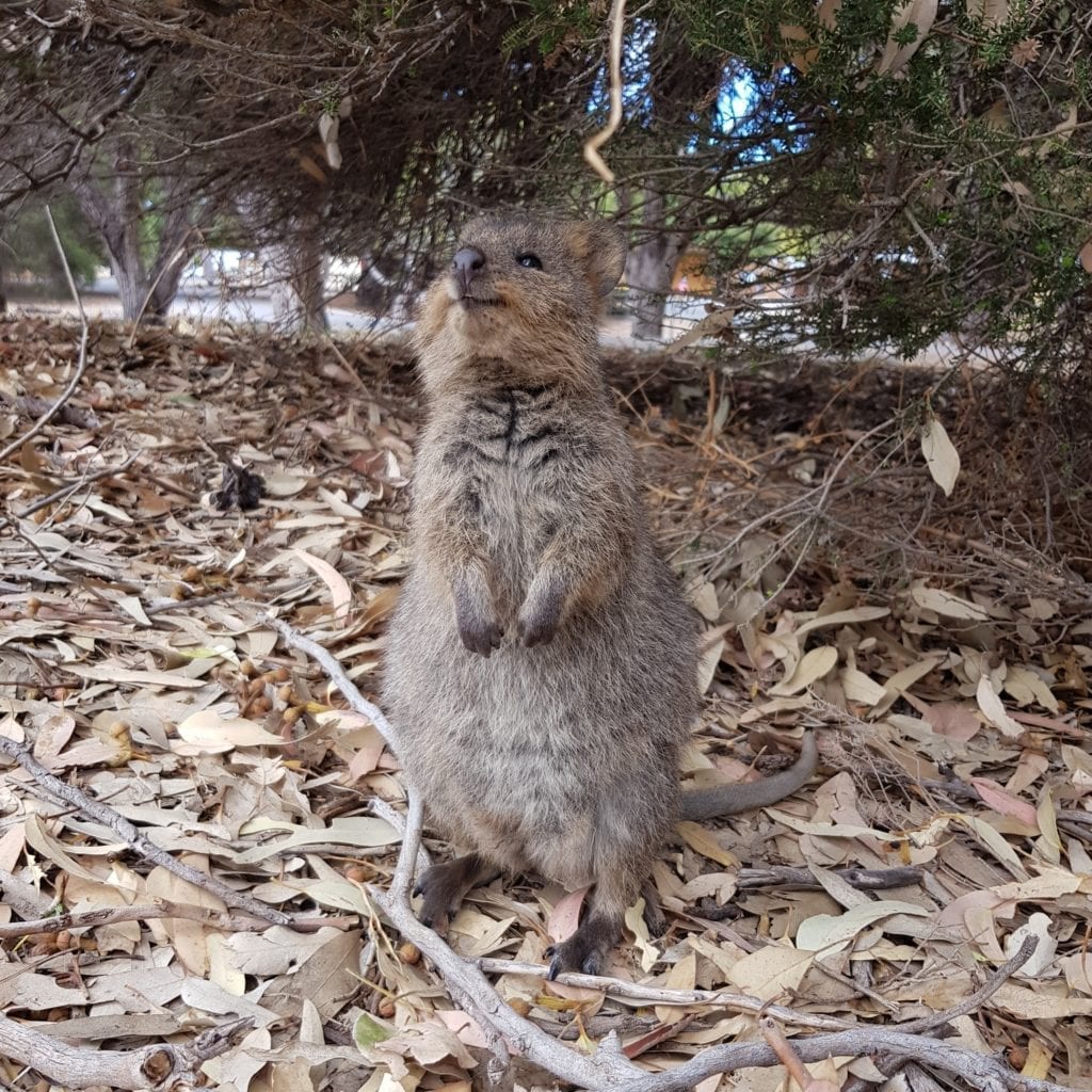 Rottnest Island