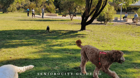 Places to take your dog in Perth