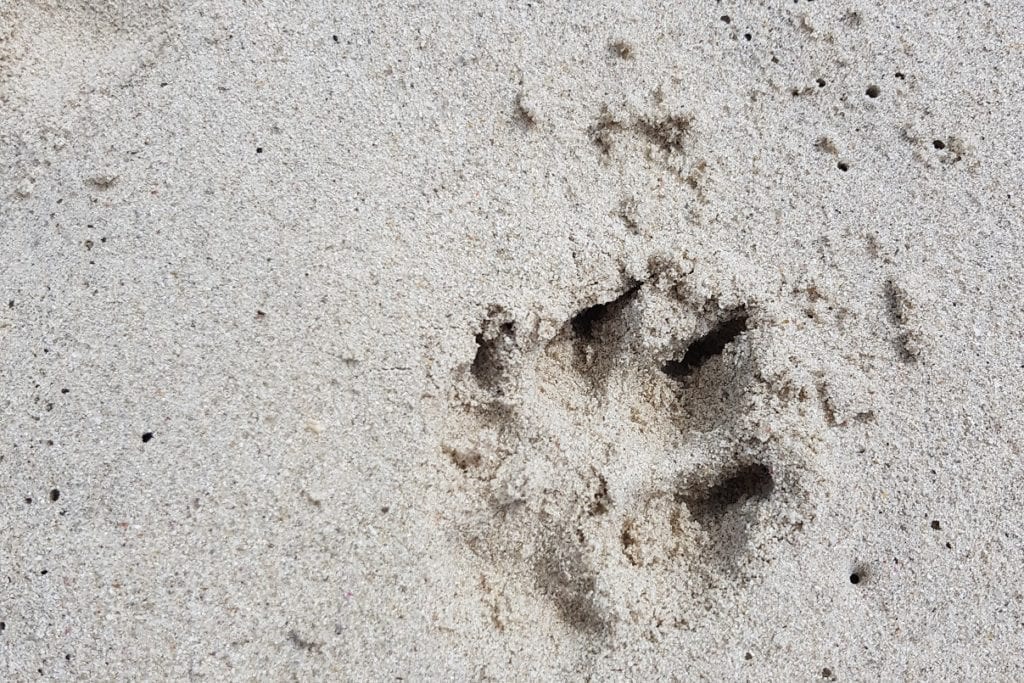 Dog Beaches in Perth