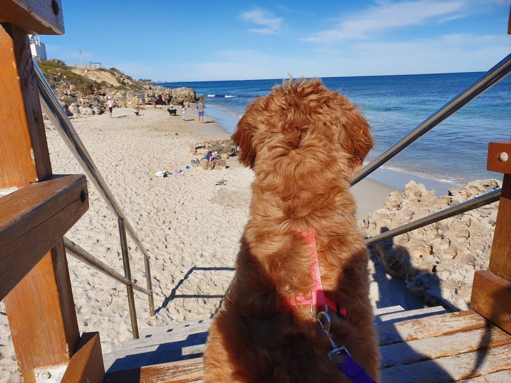 Dog Beaches in Perth