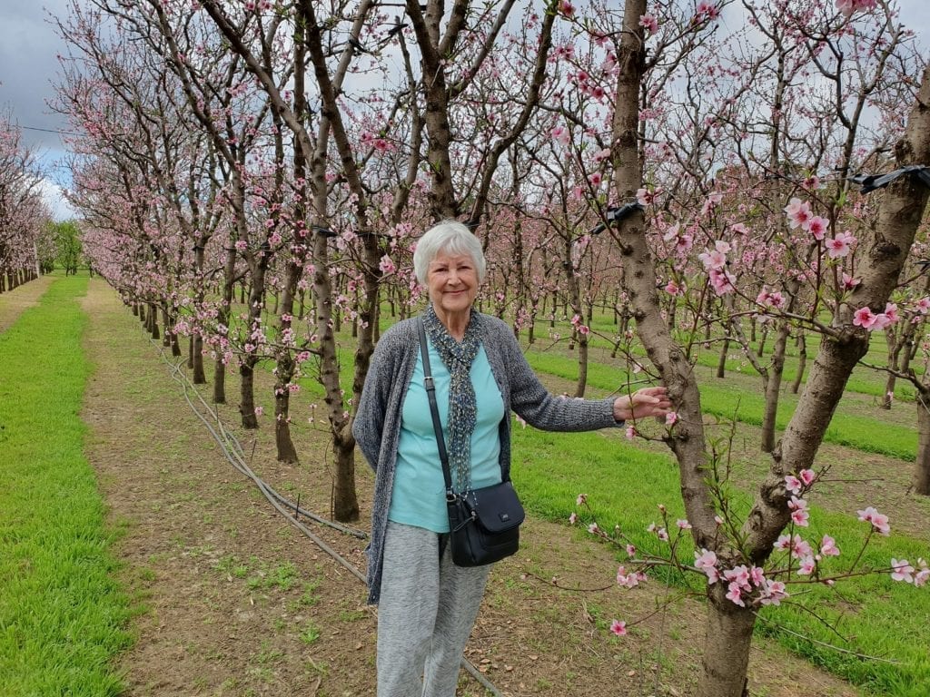 S&R Orchard Saku Blossom Festival, Walliston