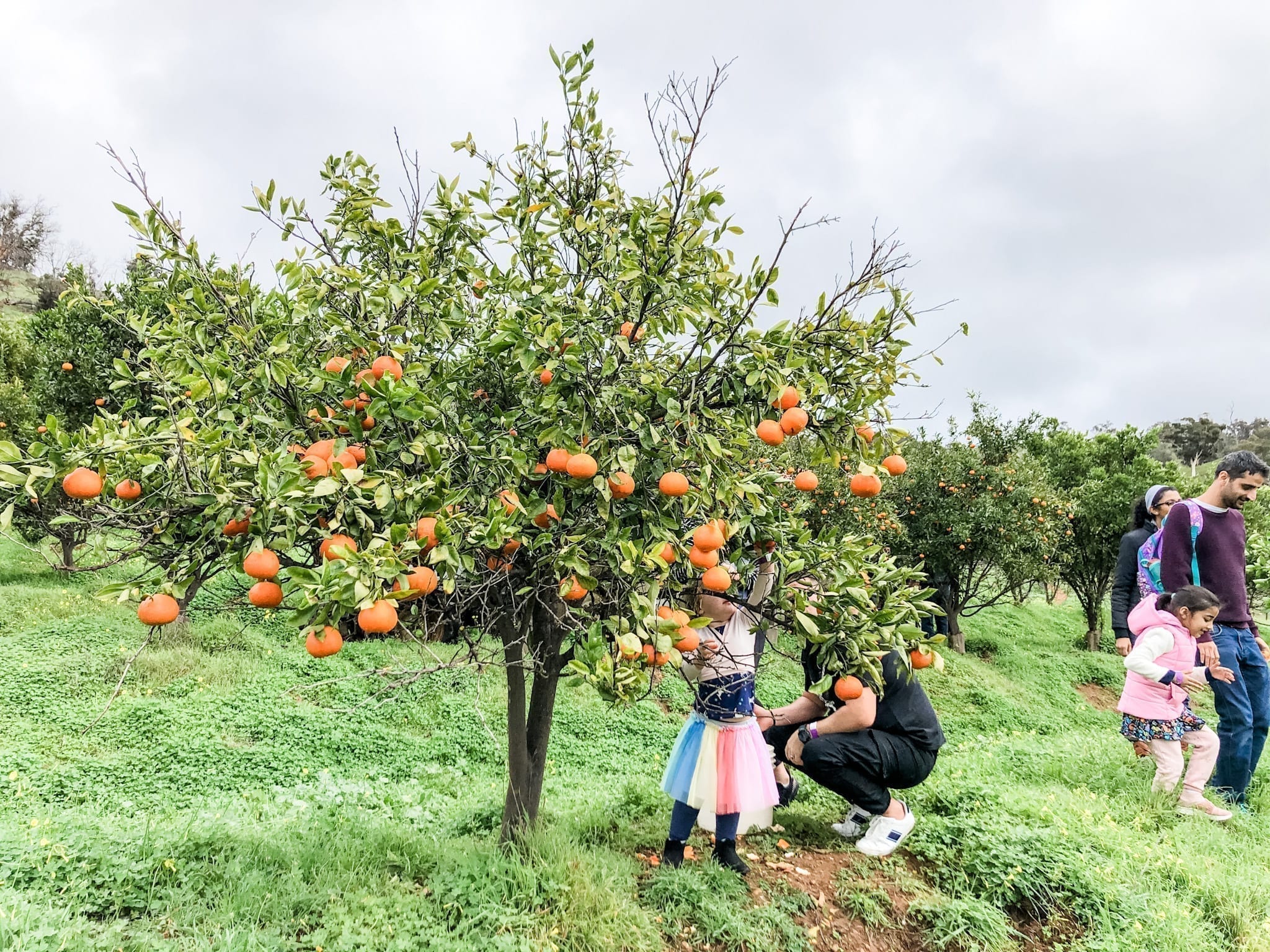 Golden Grove Orchard