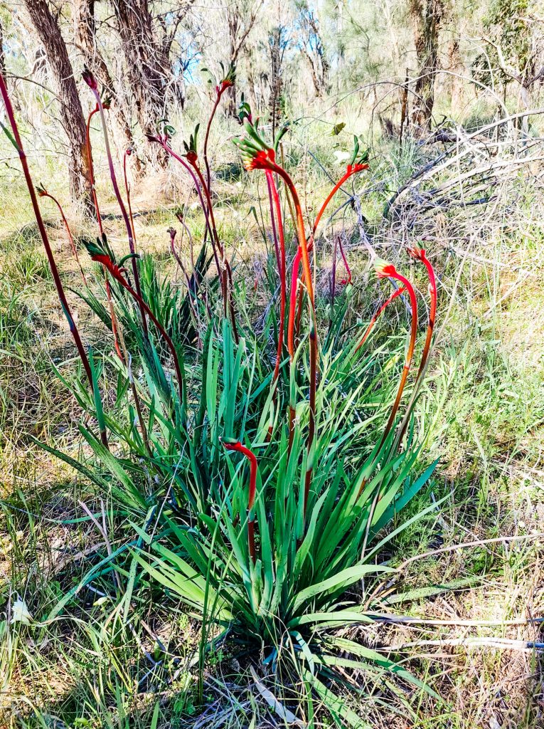 GoGo Active Tours - Kings Park Wildflower Bike Tour.