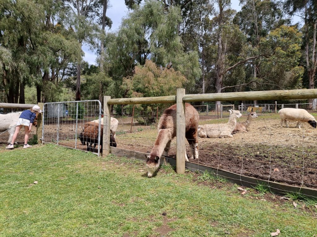 The Lavender and Berry Farm