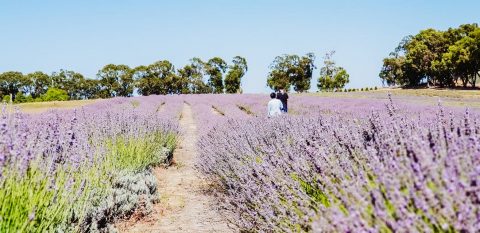 Yanchep Lavender