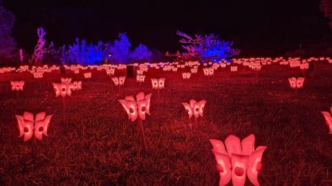 Lightscape, Kings Park