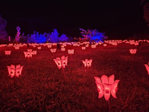 Lightscape, Kings Park