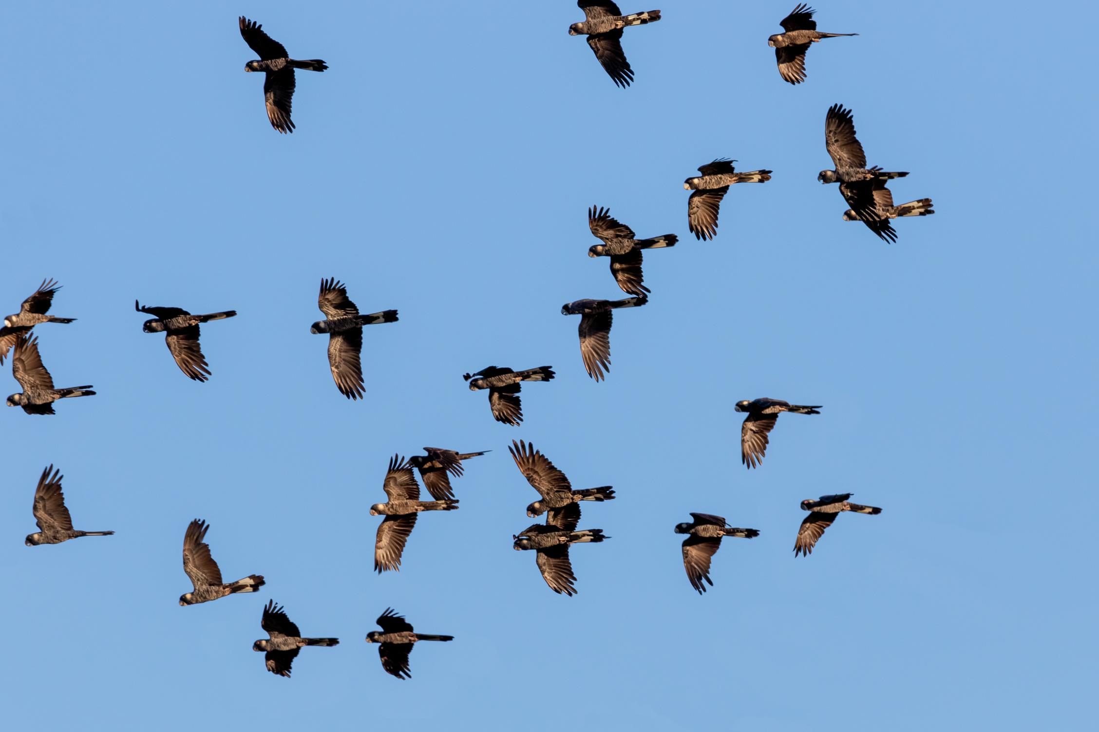 Black Cockatoo Crisis