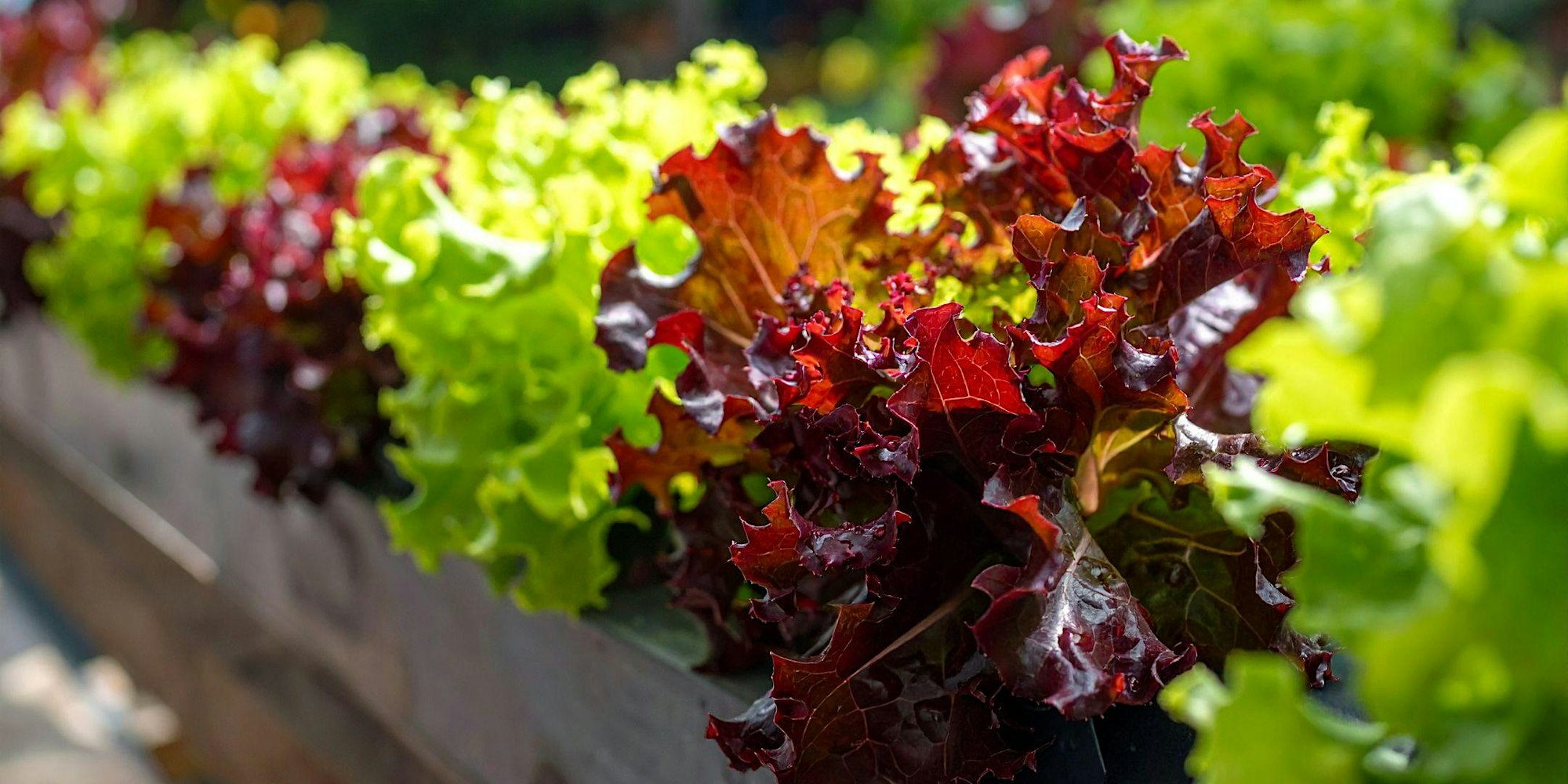 Wicking Beds Workshop