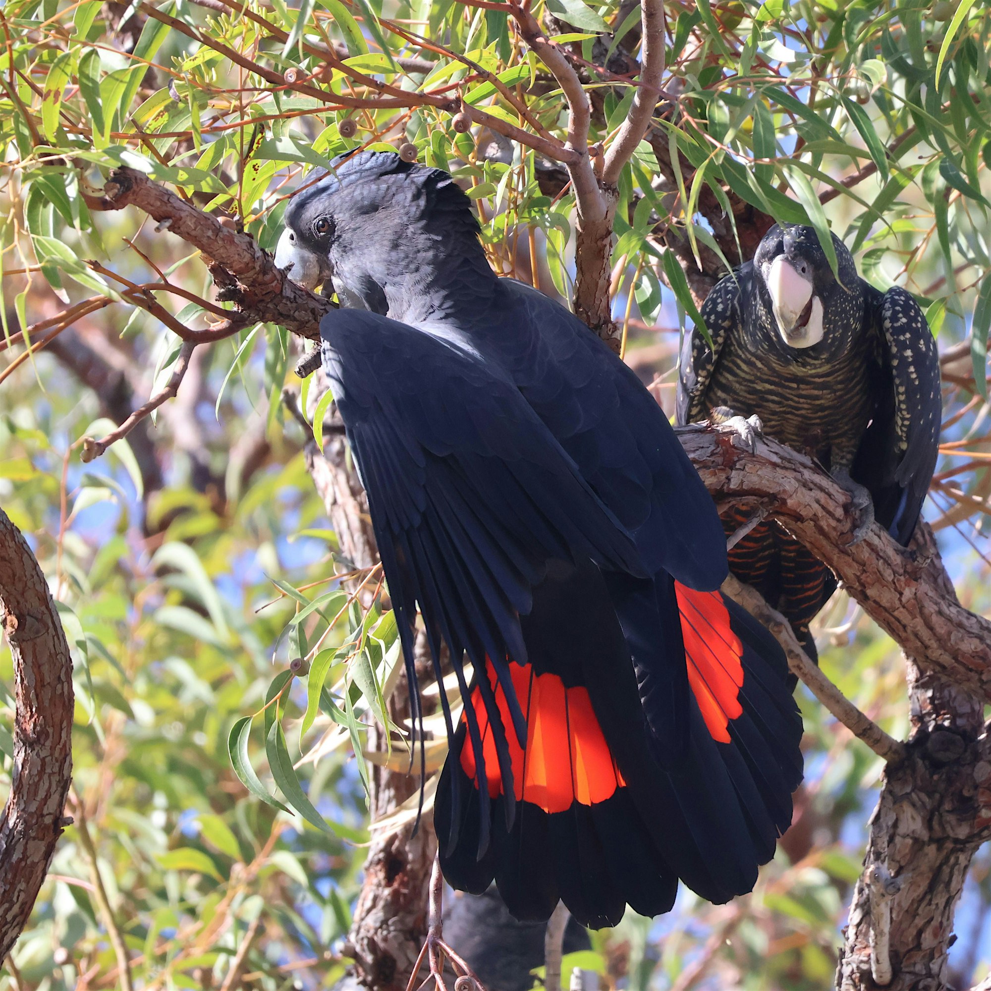 Great Cocky Count – a training workshop with Birdlife WA