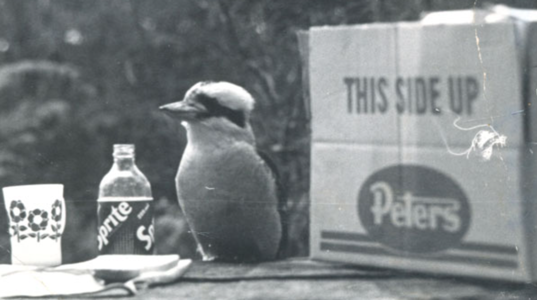 Snapshots of the Past Morning Tea