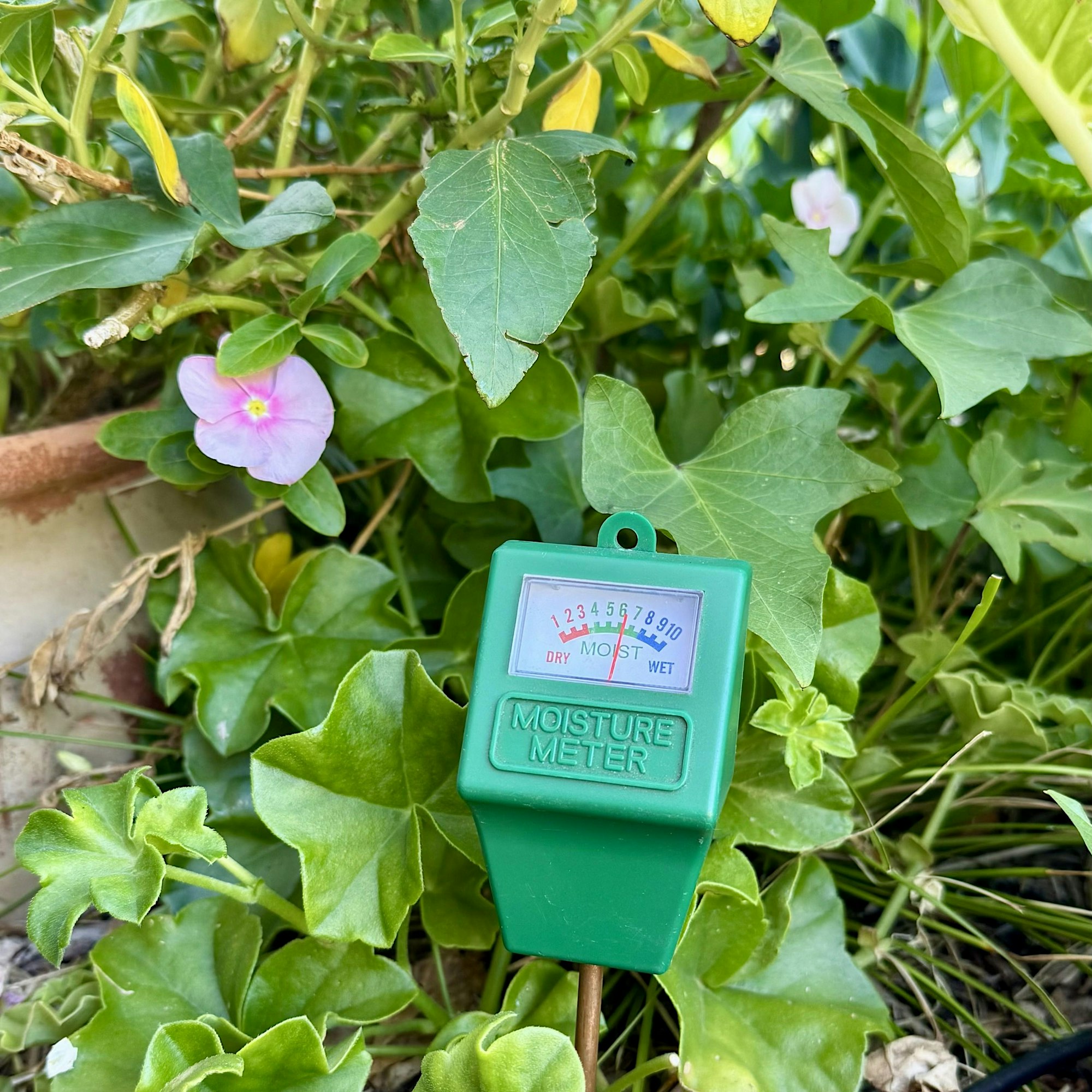 Waterwise Gardening: Soil health that saves water