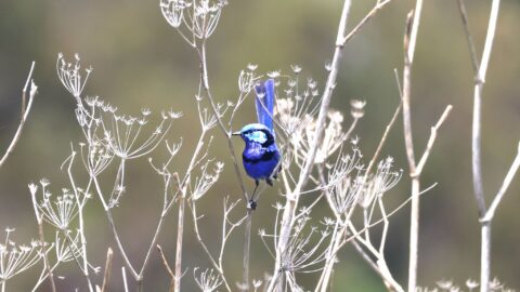Best places to see wildlife in perth