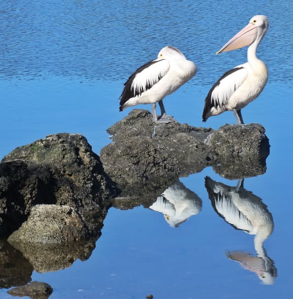 Pelicans in Perth
